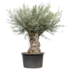 Stablo bonsai maslina Olea europaea XXL s kvrgavim deblom opsega 175 do 200 cm i monumentalnom mediteranskom krošnjom.