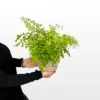 Paprat Venerina kosa Fragrans Adiantum raddianum M s nježnim svijetlozelenim listovima paprati u dekorativnoj tegli.