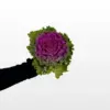 Ukrasni kupus Red Brassica oleracea s gustom bordo ljubičastocrvenom rozetom listova u posudi.