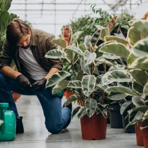man-florist-working-green-house 1