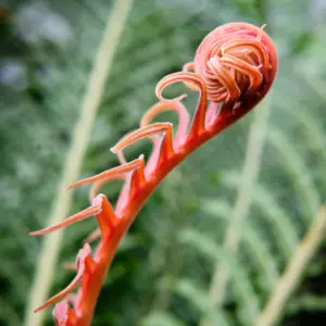 red-curled-plant-closeup 1