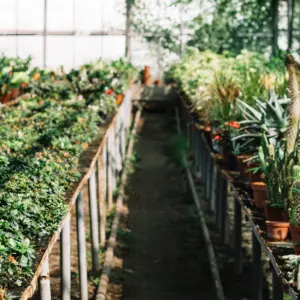 fresh-plants-growing-greenhouse 1