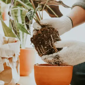 gardener-repotting-houseplant-inside-her-house 1