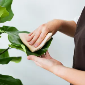 plant-shop-owner-cleaning-leaf-potted-plant 1