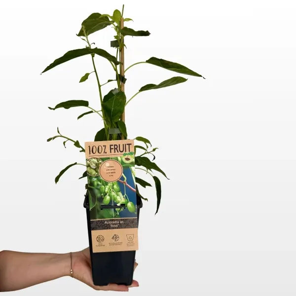 Biljka Sibirski kivi Issai Actinidia arguta L s dugim zelenim izbojcima i lišćem penjačice.