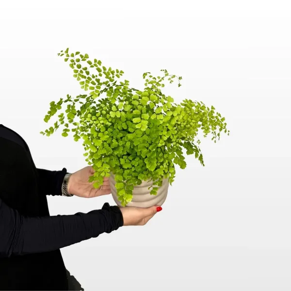 Paprat Venerina kosa Fragrans Adiantum raddianum M s nježnim svijetlozelenim listovima paprati u dekorativnoj tegli.