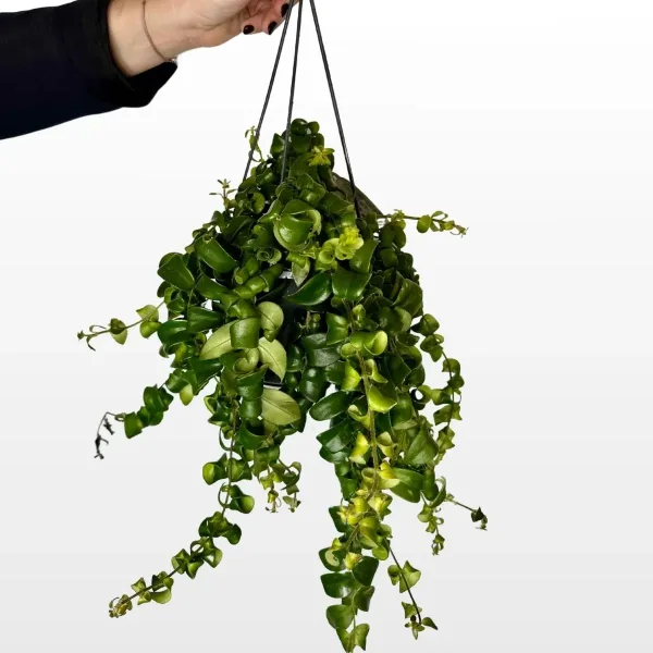 Lipstick plant Rasta Aeschynanthus radicans M s uvijenim tamnozelenim listovima u uzgojnoj tegli.