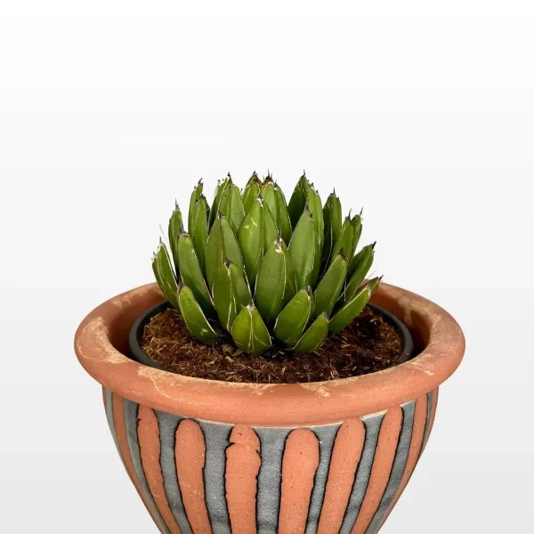 Kraljevska agava Agave victoriae reginae L s kompaktnom rozetom tamnozelenih listova s bijelim linijama u dekorativnoj tegli.
