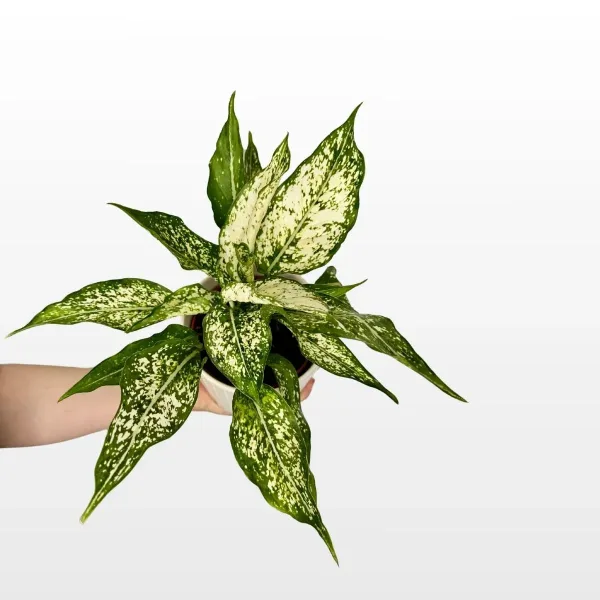 Aglaonema M s dekorativnim zelenim listovima s uzorcima u dekorativnoj tegli.