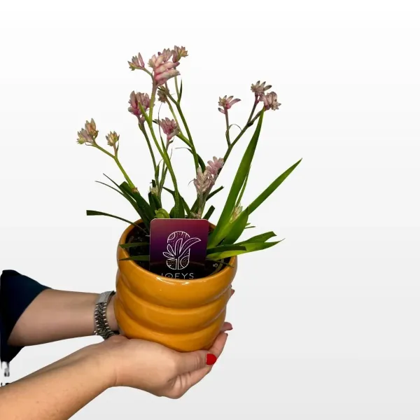 Klokanova šapa Beautyr Anigozanthos s visokim stapkama i baršunastim crvenim cvjetovima u uzgojnoj tegli.