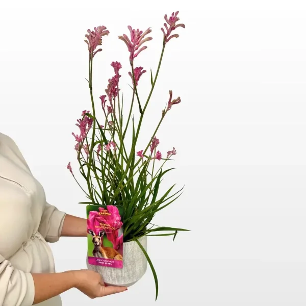 Klokanova šapa Exclusive Anigozanthos M s visokim stapkama i baršunastim cvjetovima u ukrasnoj tegli.