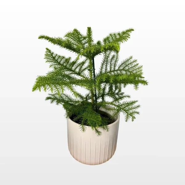 Božićna sobna smreka Araucaria heterophylla M s pravilnim slojevitim granama i mekanim zelenim iglicama u tegli.