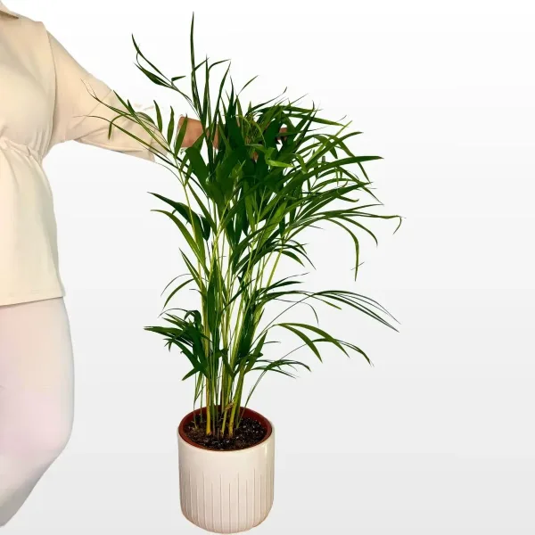 Areka palma Dypsis lutescens M s gustim zelenim perastim listovima u ukrasnoj tegli.