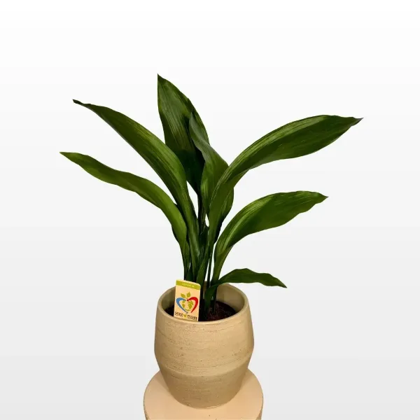 Ukrasni kukuruz Aspidistra elatior M s velikim tamnozelenim sjajnim listovima u ukrasnoj tegli.