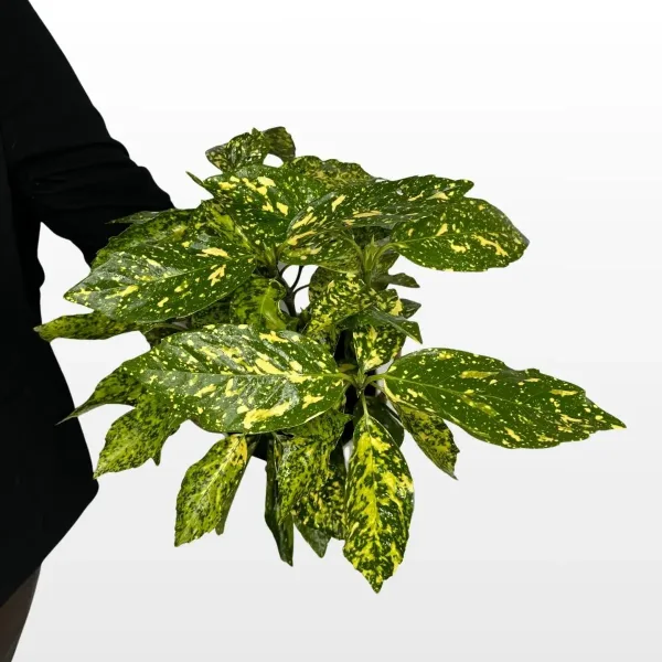 Japanska aukuba Aucuba japonica s tamnozelenim listovima prošaranim žutim mrljama u uzgojnoj tegli.