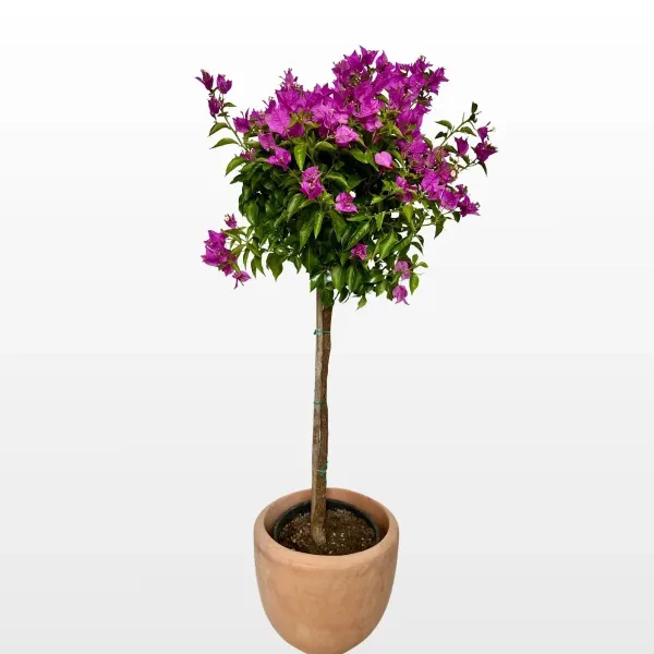 Bugenvilija stablo Bougainvillea oblikovana kao malo stablo s bogatom krošnjom i intenzivnim pricvjetnim listovima u tegli.