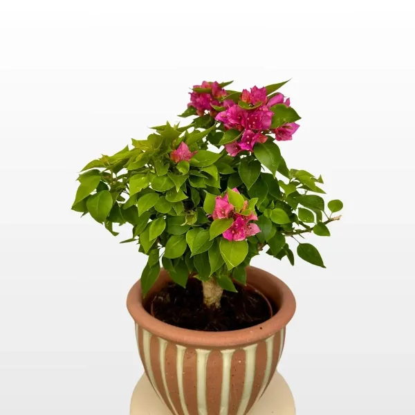 Bugenvilija Thai Trunk Bougainvillea oblikovana kao malo stablo s bogatom krošnjom i intenzivnim cvjetovima u tegli.