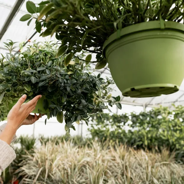 close-up-florist-arranging-flowerpots 1