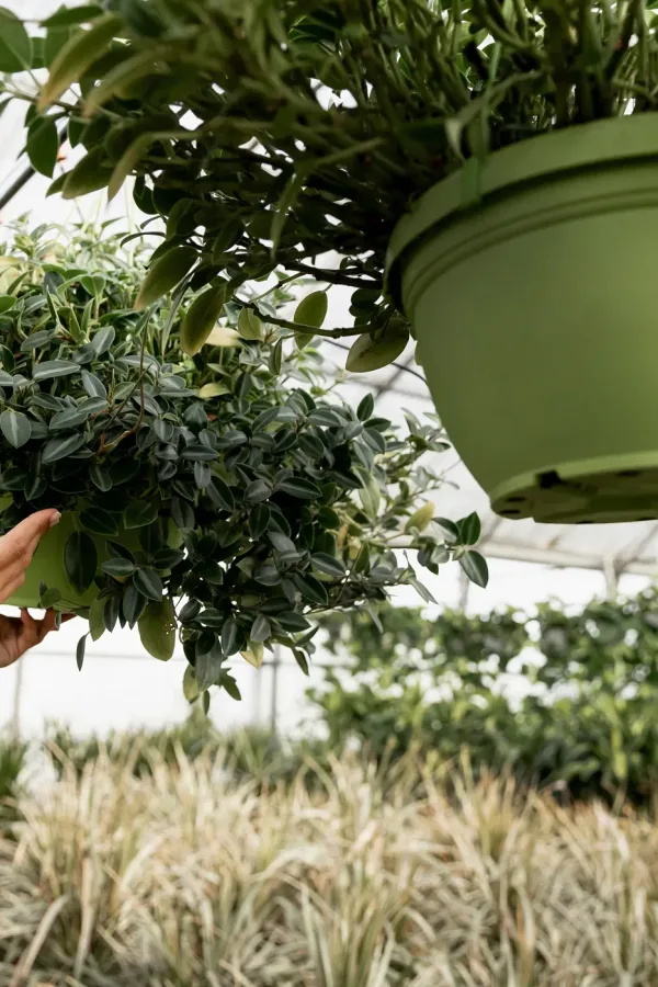 close-up-florist-arranging-flowerpots 1