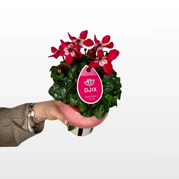 cyclamen-ss-djix-2