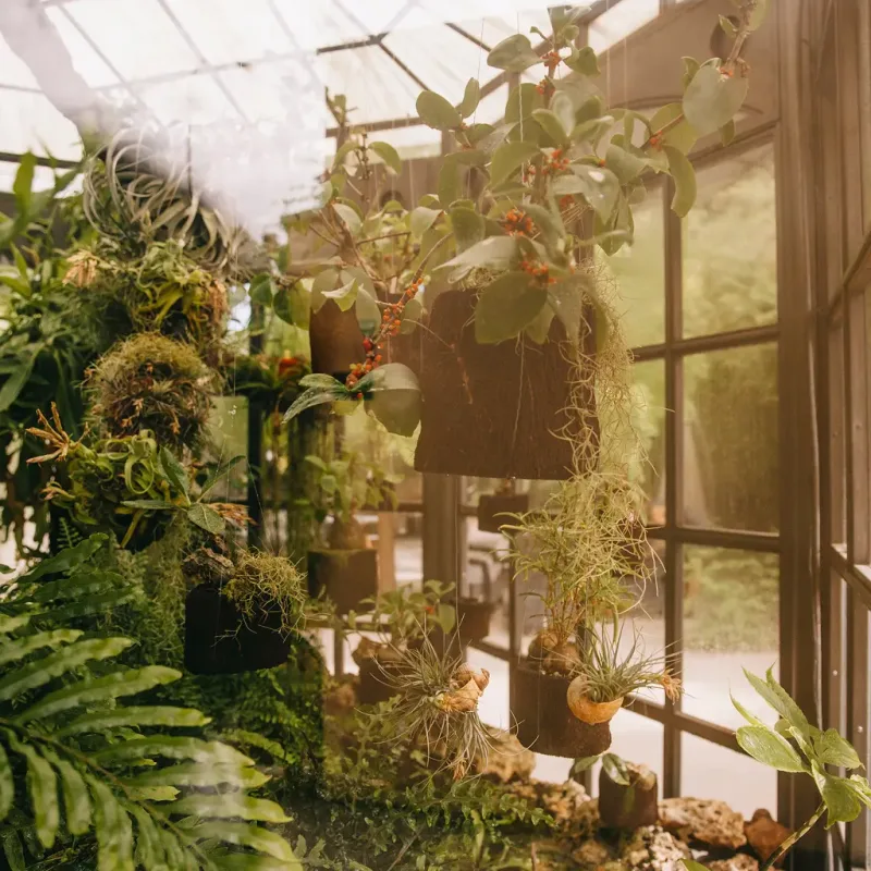 greenhouse-forest 1