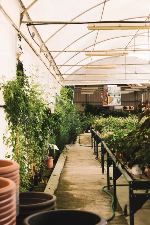 greenhouse-interior 1