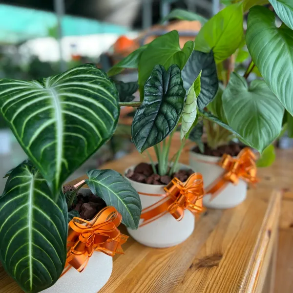 hemda-massil-Jcp4bwH5noQ-unsplash