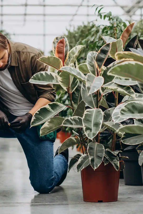 man-florist-working-green-house 1