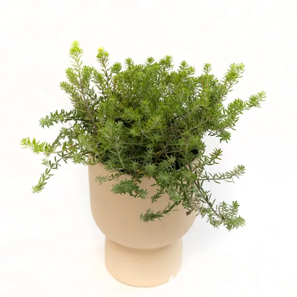 Australski ružmarin Westringia fruticosa s gustim sivkastozelenim igličastim listovima