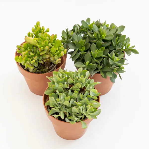 Set sukulenata Crassula Hobbit, Ripple Jade i Hulk u dekorativnim posudama kao mali sukulentni vrt.