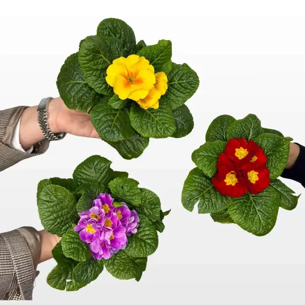 Jaglac Primula acaulis mix s raznobojnim proljetnim cvjetovima i zelenim listovima u uzgojnoj tegli.