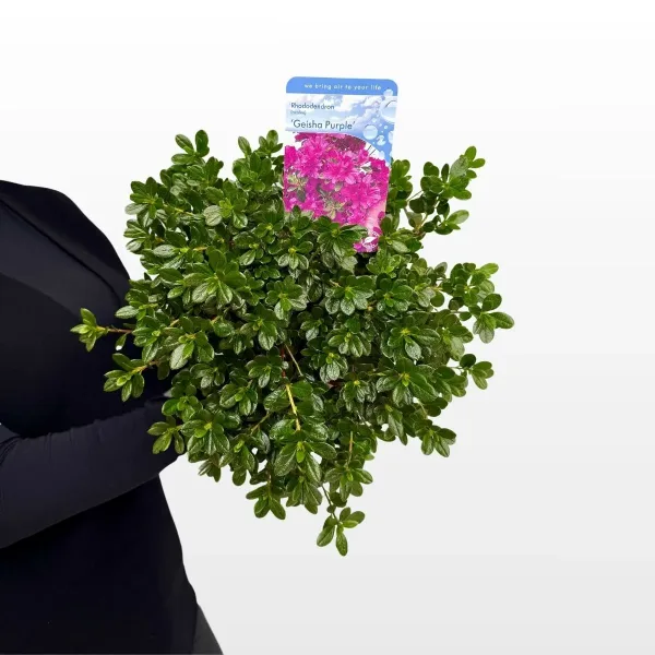 rhododendron-geisha-purple-2.jpg