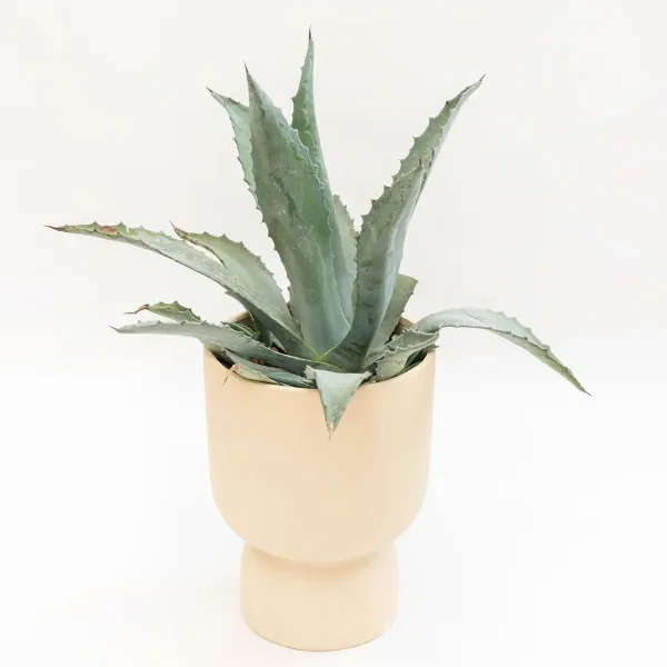 Agava Agave americana M s velikom rozetom plavozelenih mesnatih listova i šiljastim vrhovima u vrtnoj ukrasnoj posudi.