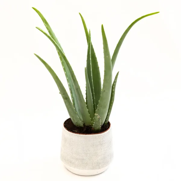 Aloa vera Aloe vera M s rozetom mesnatih zelenih listova posađena u dekorativnoj tegli.