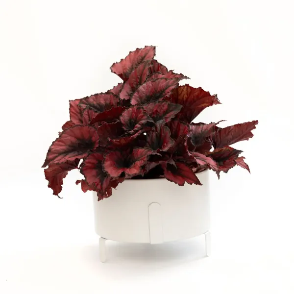 Kraljevska begonija Begonia rex s velikim šarenim listovima u kombinaciji zelenih, srebrnih i crvenih tonova u tegli.