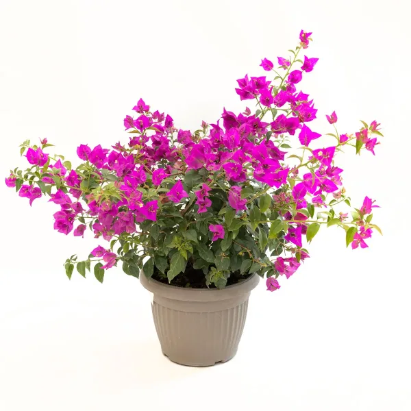 Bugenvilija Bougainvillea spectabilis s bogatim ružičastim pricvjetnim listovima i zelenim lišćem u vrtnoj posudi.